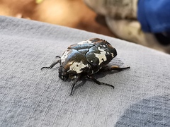 Protaetia aurichalcea