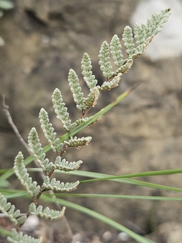 Scaled Cloak Fern (Notholaena aschenborniana)