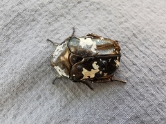 Protaetia aurichalcea