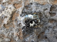 Protaetia aurichalcea