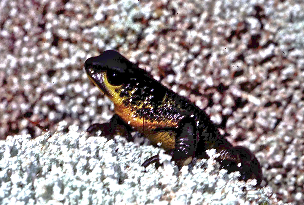Pastuso Harlequin frog