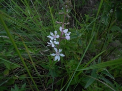 Cuphea lysimachioides