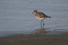 Pluvialis squatarola