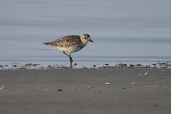 Pluvialis squatarola