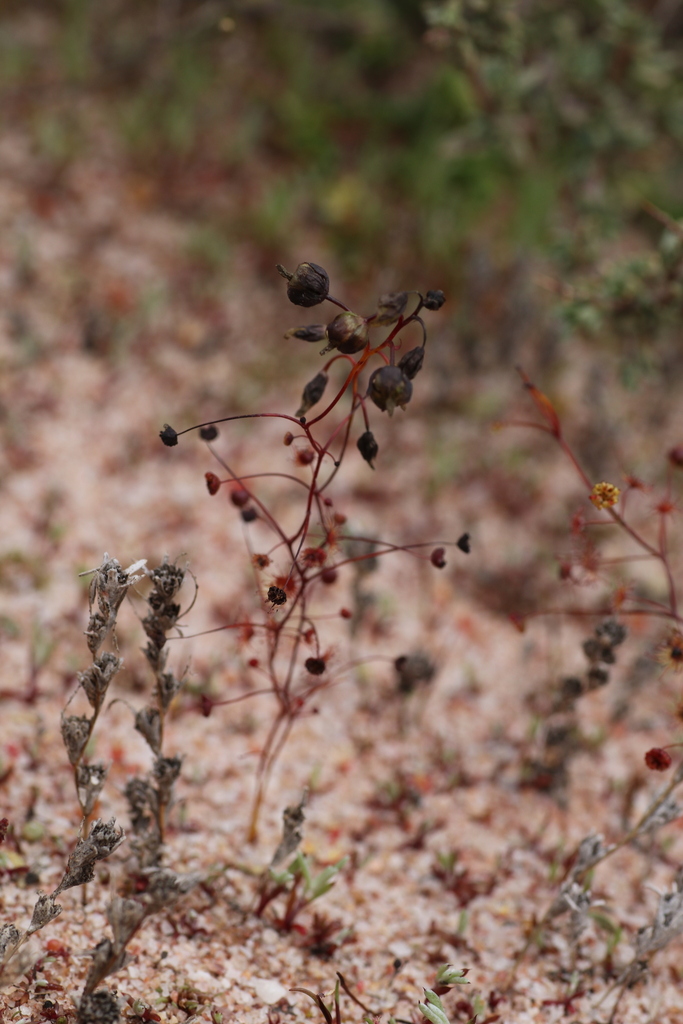Drosera zigzagia Lowrie 3