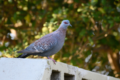 Columba guinea