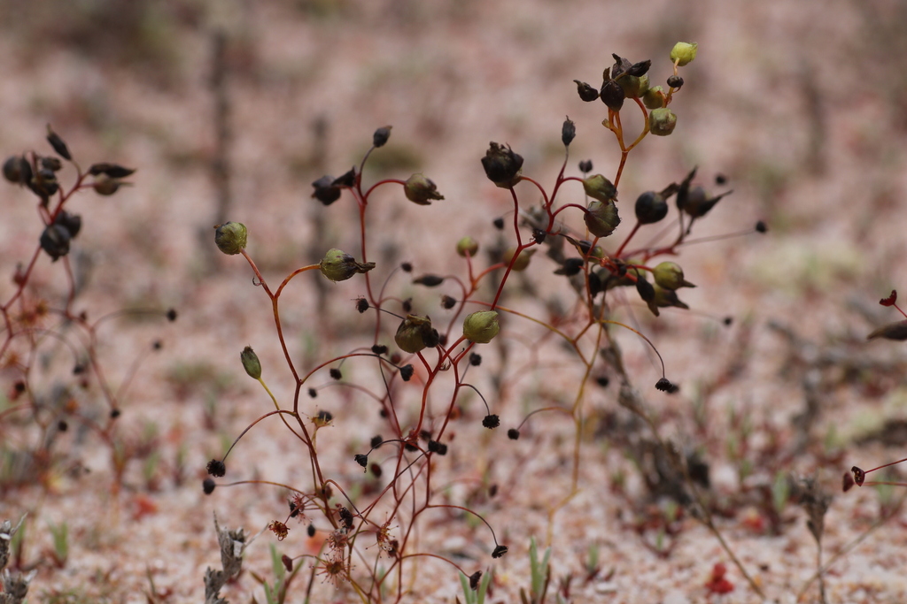 Drosera zigzagia Lowrie 2