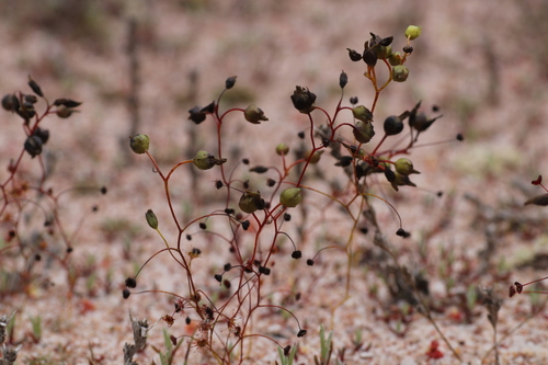 Drosera zigzagia (Drosera zigzagia)
