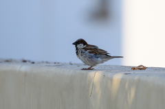 Passer domesticus