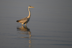 Ardea cinerea