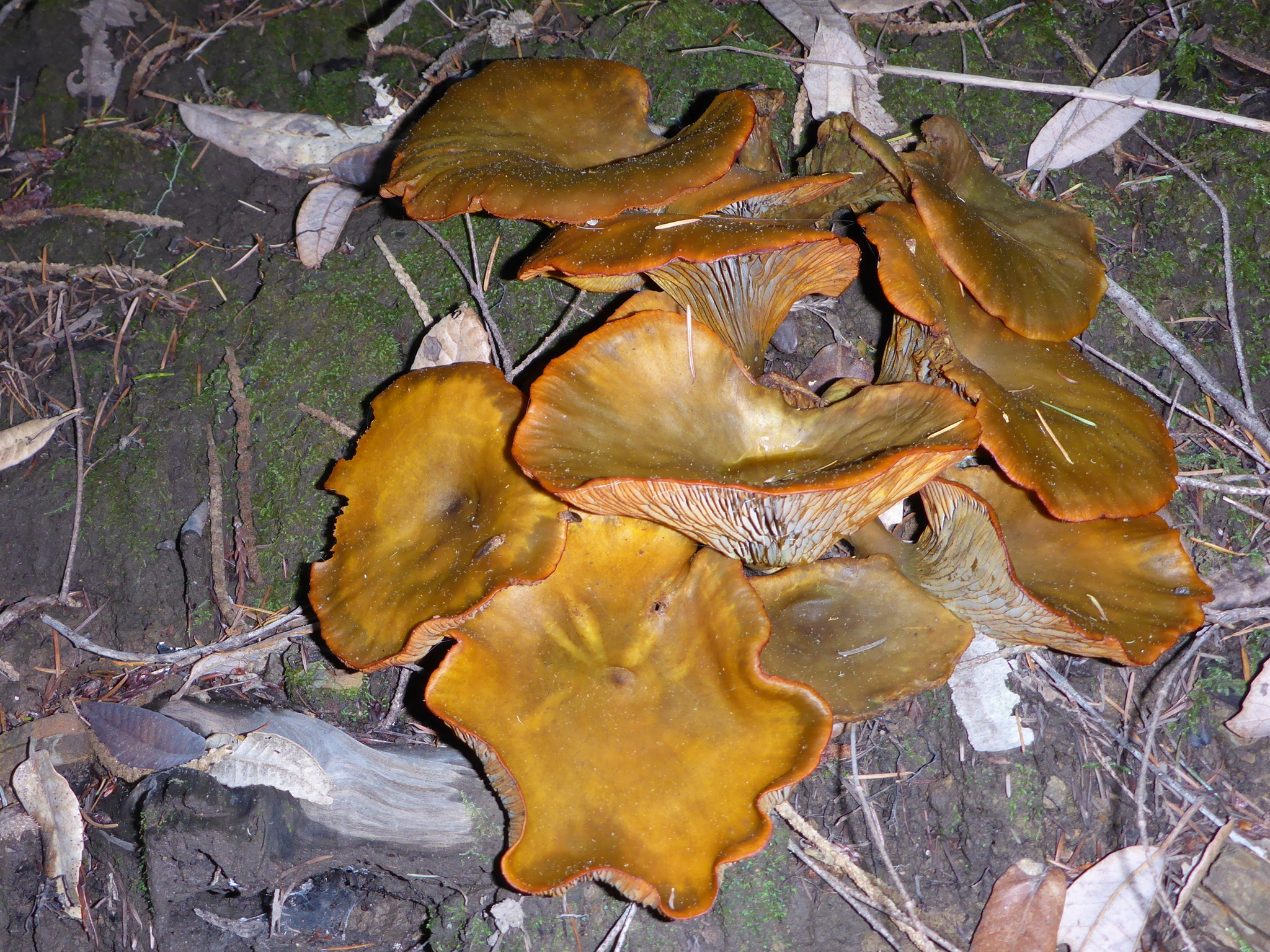 Omphalotus olivascens image