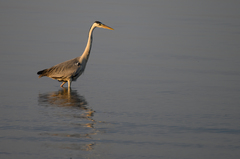 Ardea cinerea