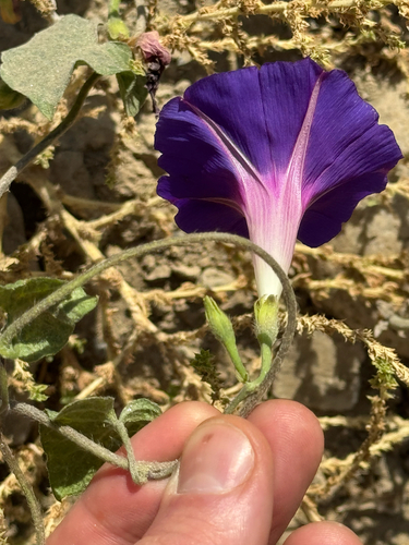 common morning-glory