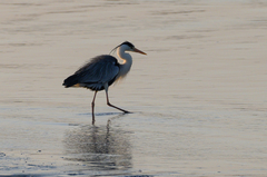 Ardea cinerea