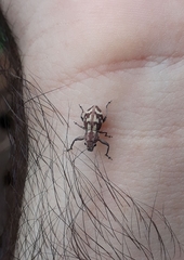 Parapantomorus fluctuosus