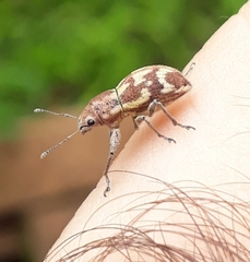 Parapantomorus fluctuosus