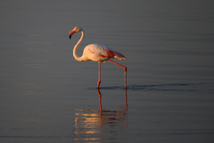 Phoenicopterus roseus