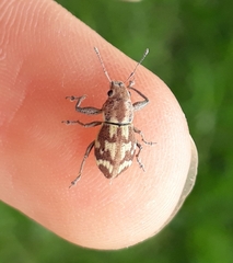 Parapantomorus fluctuosus