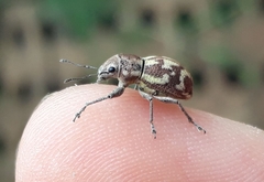 Parapantomorus fluctuosus