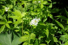 Cardamine leucantha