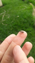 Parapantomorus fluctuosus