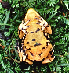 Atelopus petersi