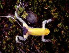 Atelopus pastuso