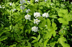 Cardamine leucantha