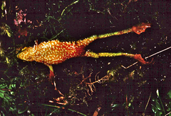 Atelopus mindoensis