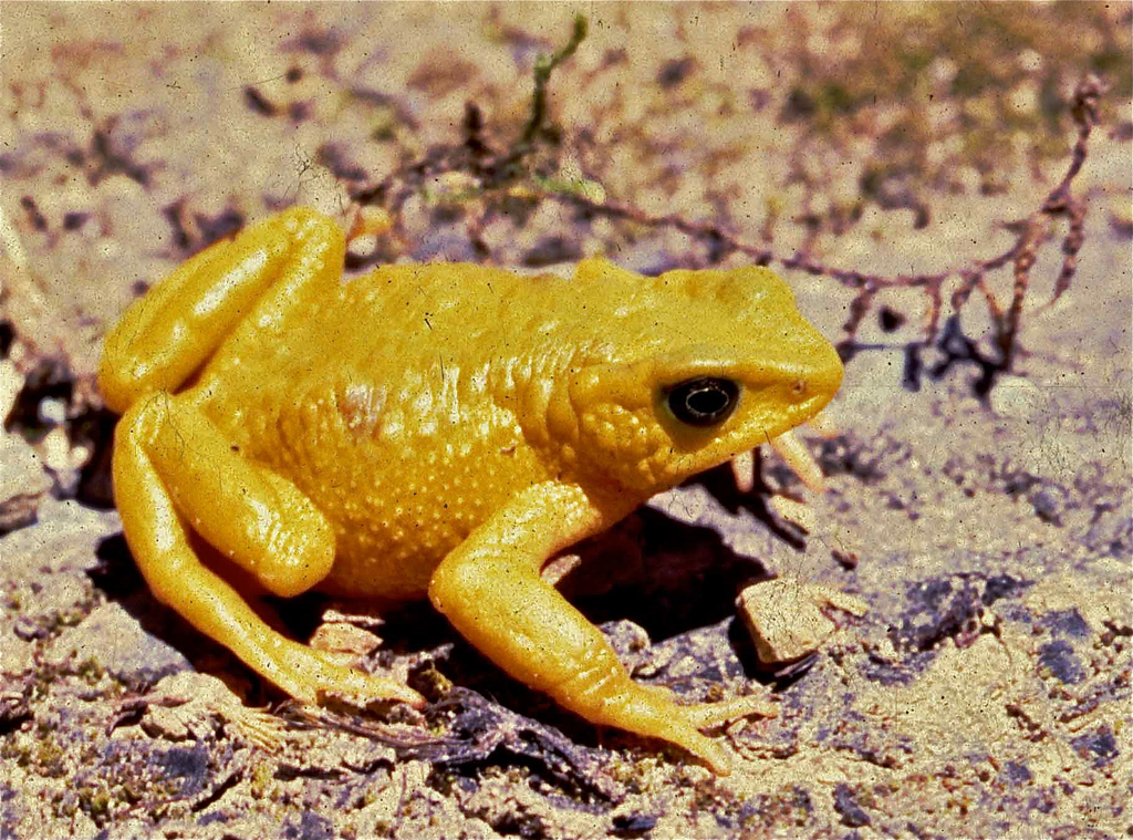 Azuay Stubfoot Toad