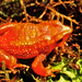 Guanujo Stubfoot Toad - Photo (c) Felipe Campos, some rights reserved (CC BY-NC), uploaded by Felipe Campos