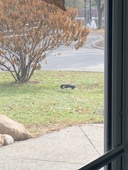 Sciurus carolinensis