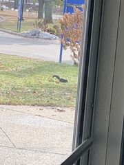 Sciurus carolinensis