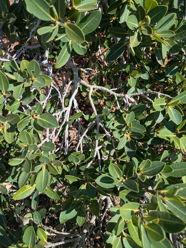 rock fig (Ficus brachypoda)