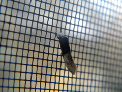 Trichophaga tapetzella
