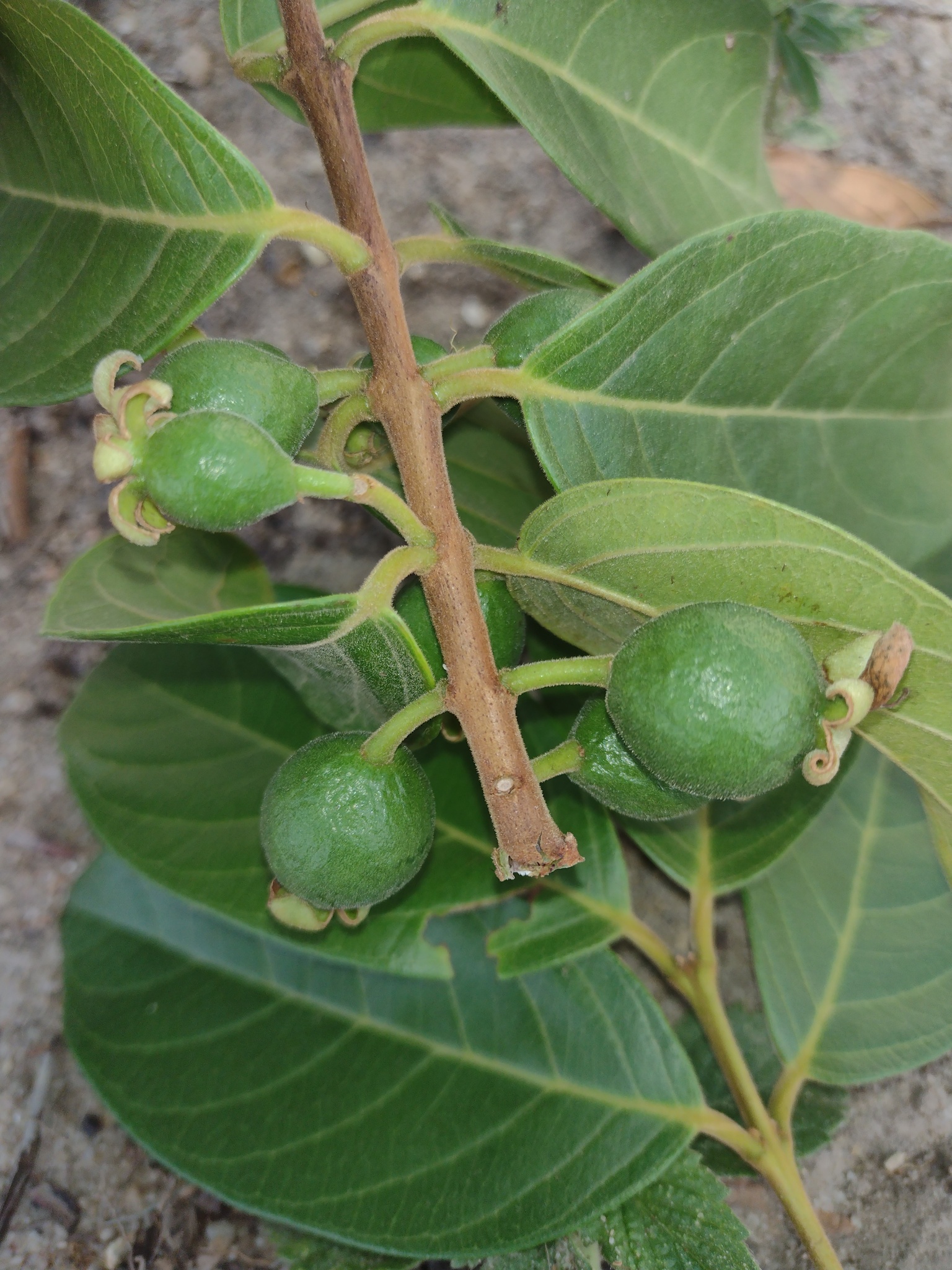 Psidium guineense