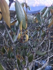 Rhododendron campanulatum