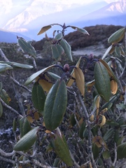 Rhododendron campanulatum