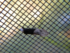 Trichophaga tapetzella