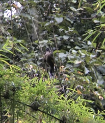 Trochalopteron subunicolor