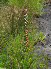 Disa obtusa