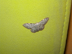 Idaea camparia