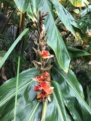 Hedychium spicatum