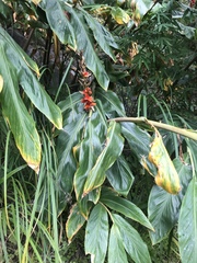 Hedychium spicatum