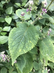 Craniotome furcata