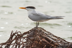 West African Crested Tern photo 1