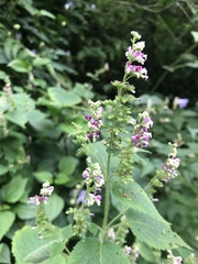 Craniotome furcata