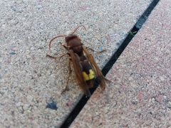 Vespa orientalis