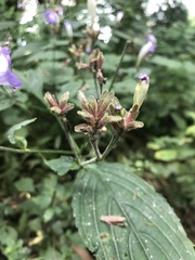 Strobilanthes lachenensis