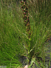 Disa obtusa